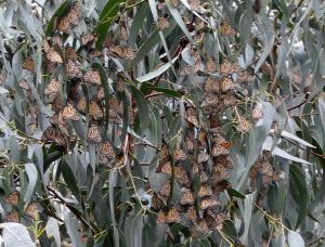 Monarch butterflies, Monterey, California, Nov. 2011