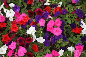 Petunias