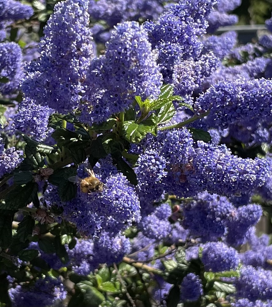 honeybee on one of many puffy purple flowers