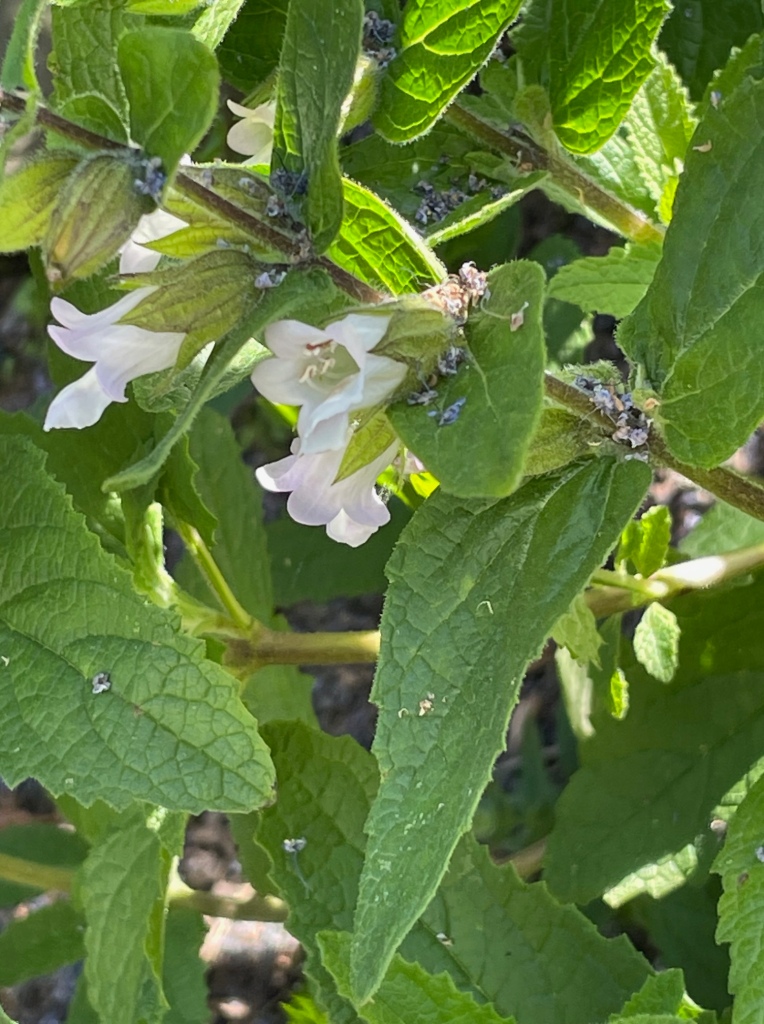 white oblong flowers nestled among leaves sprinkled with small dried purple flowers